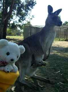 Phillip Island Wildlife Park