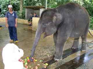 Elephant sanctuary