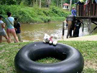 Elephant sanctuary