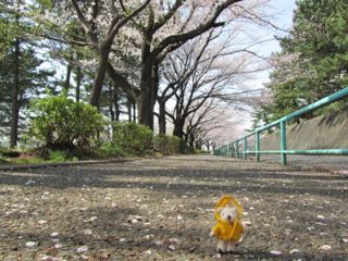 桜吹雪