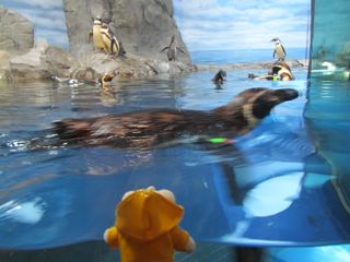 ペンギン