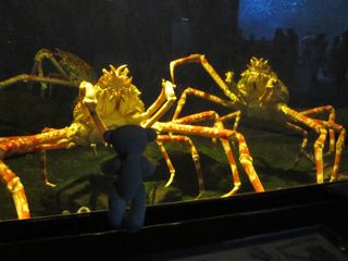 タカアシガニ