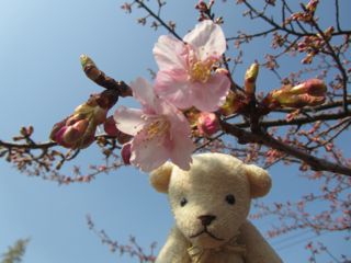 桜