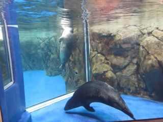 アザラシ