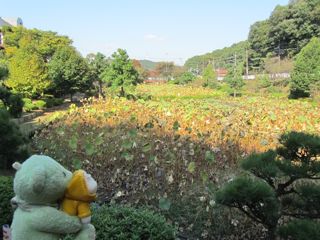 ハス田