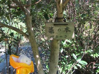 婆の木