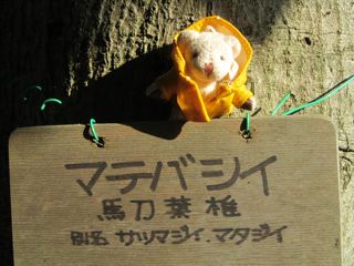 椎木真
