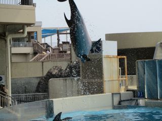 イルカ