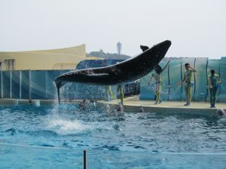 クジラ