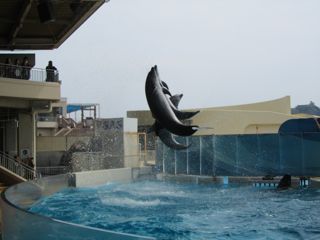 イルカ