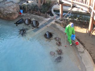 ウミガメ