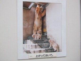 展示