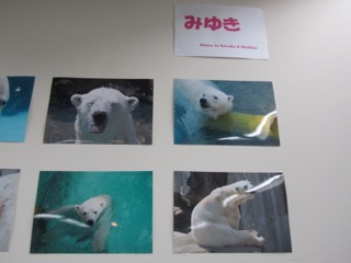 展示