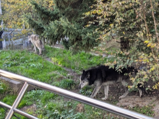 オオカミ