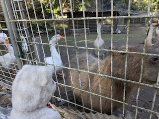 カピバラ