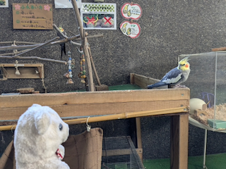 オカメインコ