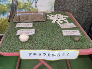 ダチョウ
