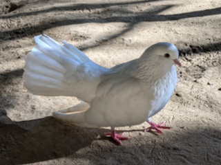 鳩